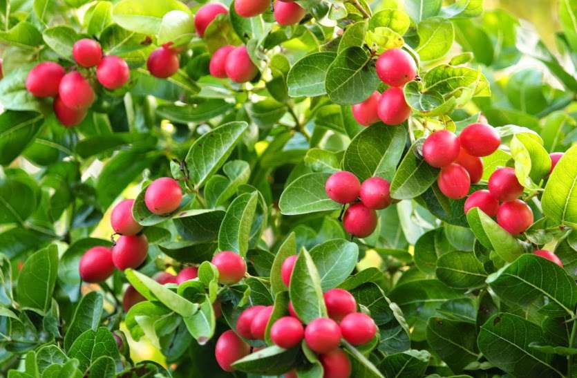 Herbs Benefits: ये हर्ब्स जो आपकी किडनी को रखते हैं स्वस्थ,इन्हें डाइट में कर सकते हैं शामिल