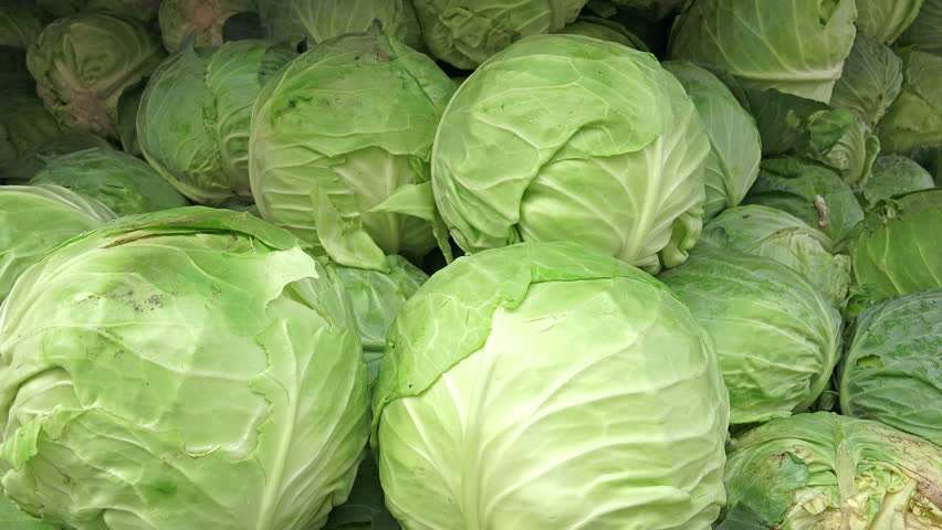 cabbage_veg.jpg