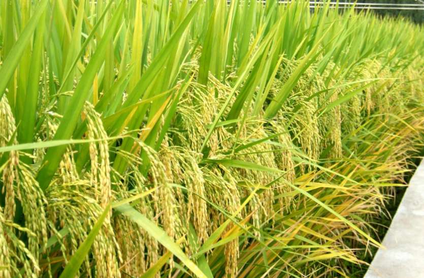 dhan_kharid.jpg Paddy Cultivation: विपरीत आबोहवा के बावजूद जिले के किसानों ने स्वीकारी चुनौती