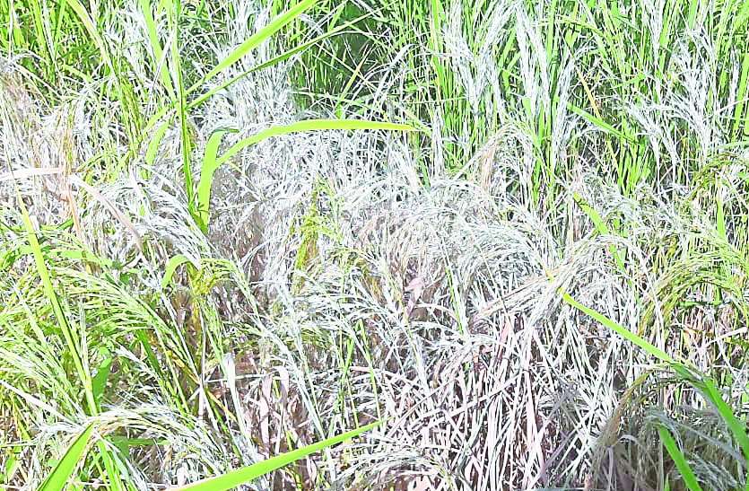 पकने की स्थिति में आई धान पर लग रहे रोग धान पर फुदका और ब्लॉस्ट का प्रकोप, चिंता में किसान
