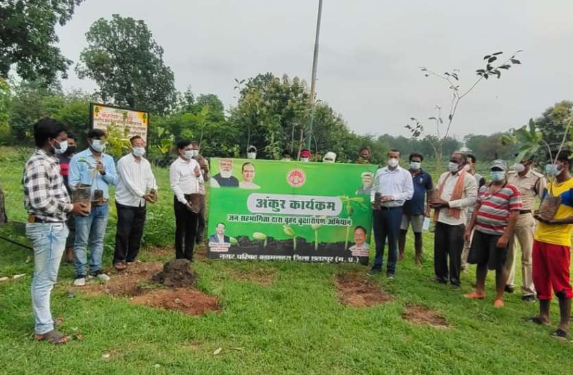 बड़ामलहरा विकासखंड में इस बार अंकुर अभियान में रोपे 36 हजार पौधे ग्राम पंचायतों में सार्वजनिक स्थल, सडक किनारे रोपे गए पौधे नहीं बन पाए पेड़