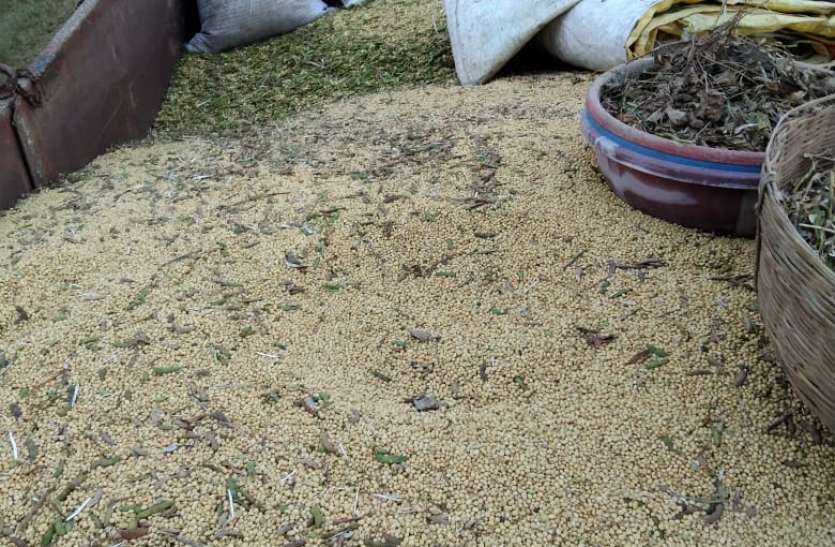 Soybean sowing less than target, now production is halved किसानी का संकट: सोयाबीन की बोवनी लक्ष्य से कम, अब उत्पादन आधा हुआ