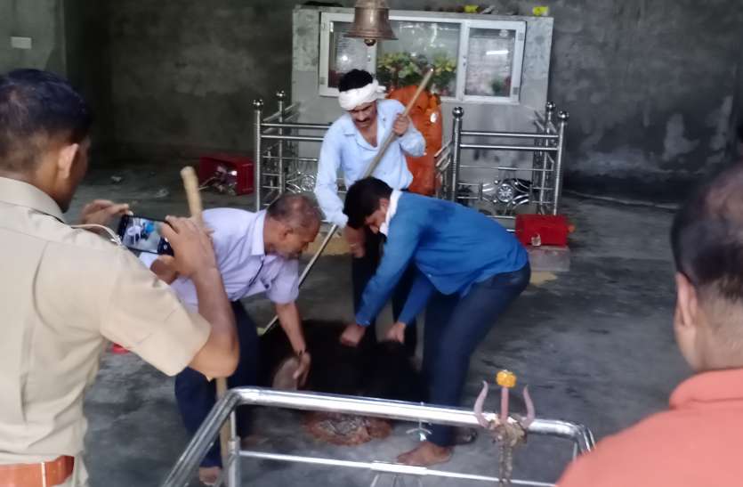 हनुमान मंदिर में घुसा भालू, ग्रामीणों ने नहीं करने दिया ट्रेंकुलाइज हनुमान मंदिर में घुसा भालू, ग्रामीणों ने नहीं करने दिया ट्रेंकुलाइज