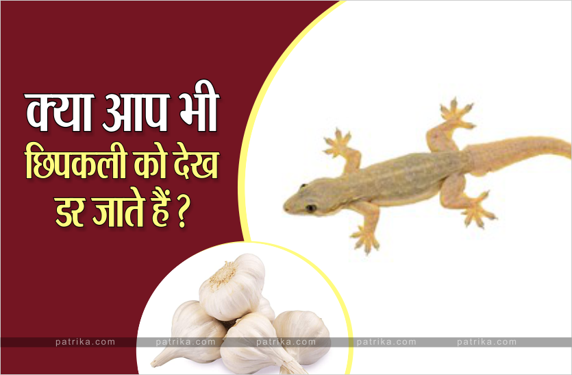 lizard.png घर पर अपनाएं लहसुन की कली का ये उपाय, छूमंतर हो जाएंगी छिपकली