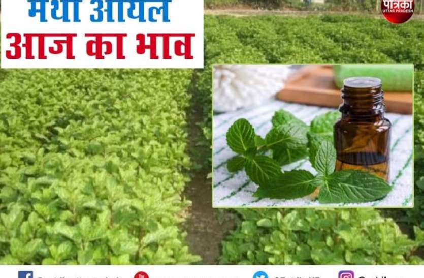 Mentha Oil Price Mentha Oil Rate Mint Oil rate n Price Mentha Oil Rate Mentha Oil Price : वायदा बाजार में फिर गिरे मेंथा तेल के दाम, जानें- आज का Mint Oil Price