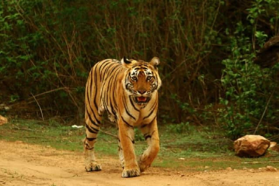 Tiger hunt: Search for T23 extended to more areas