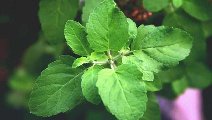 tulsi_leaf.jpg