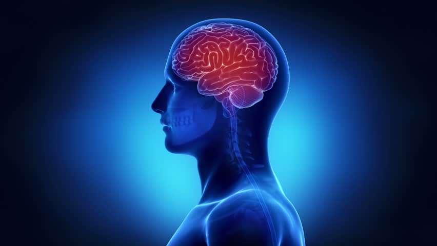 brain.jpg