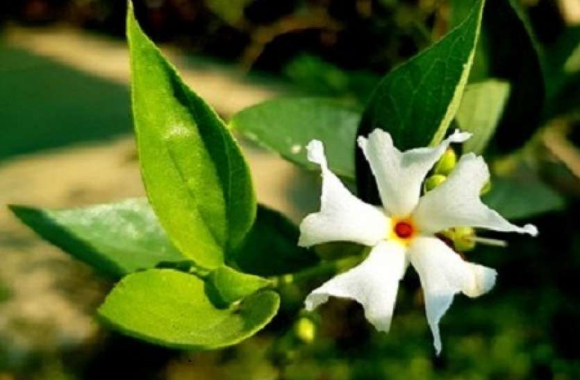 harsingar.jpg Harsingar Benefits: जानिए हरसिंगार कितने फायदेमंद होते है बुखार के लिए
