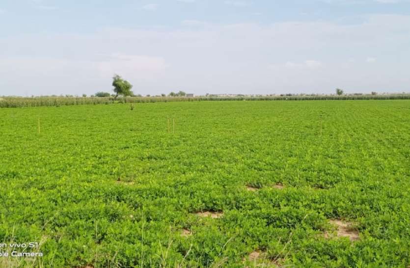 बारिश ने दूसरे दौर की फसलों में फूंक दी जान बारिश ने दूसरे दौर की फसलों में फूंक दी जान