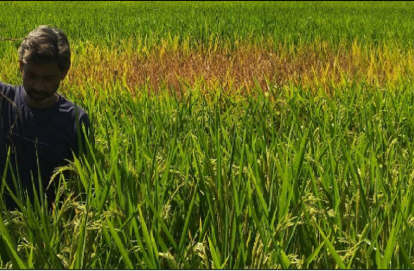 धान में लग रही है लाई बीमारी धान में लग रही है लाई बीमारी