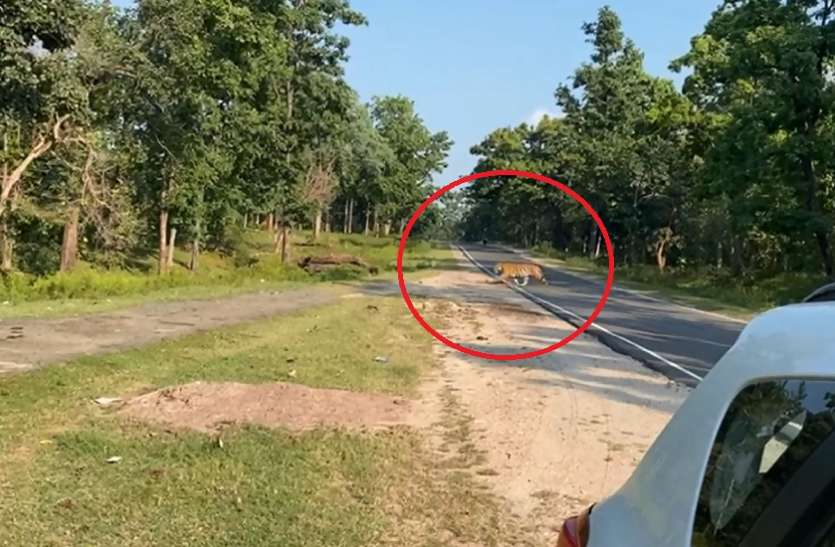 लालबर्रा-सिवनी मार्ग पर बाघ की बढ़ रही चहल कदमी लालबर्रा-सिवनी मार्ग पर बाघ की बढ़ रही चहल कदमी