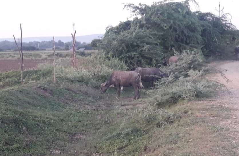 सिकुड़ती जा रही है जीवनदायिनी नहरें सिकुड़ती जा रही है जीवनदायिनी नहरें