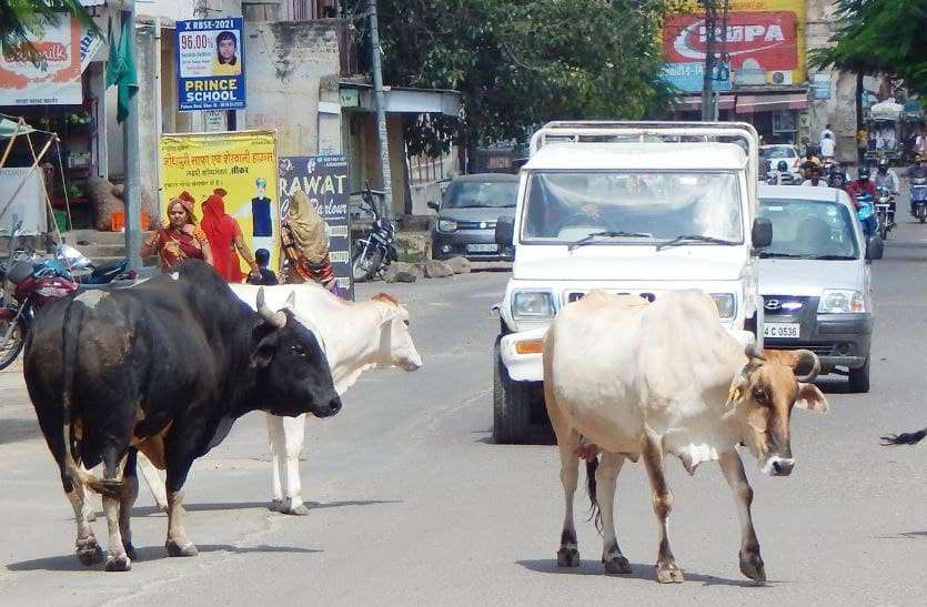 पत्रिका पड़ताल: सरकार के पास जमा है गायों के 721 करोड़ पत्रिका पड़ताल: सरकार के पास जमा है गायों के 721 करोड़