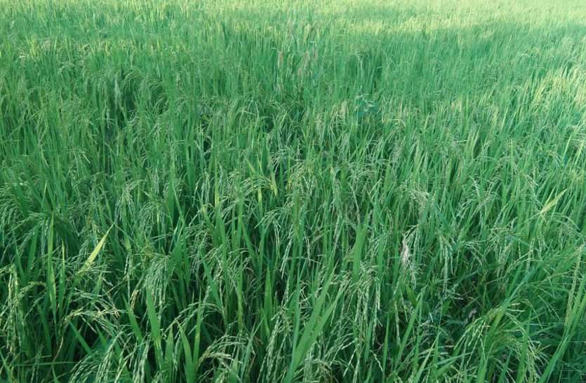 Patwaris were negligent in Girdavari, farmers are unable to register गिरदावरी में की पटवारियों ने लापरवाही, किसान नहीं करा पा रहे पंजीयन