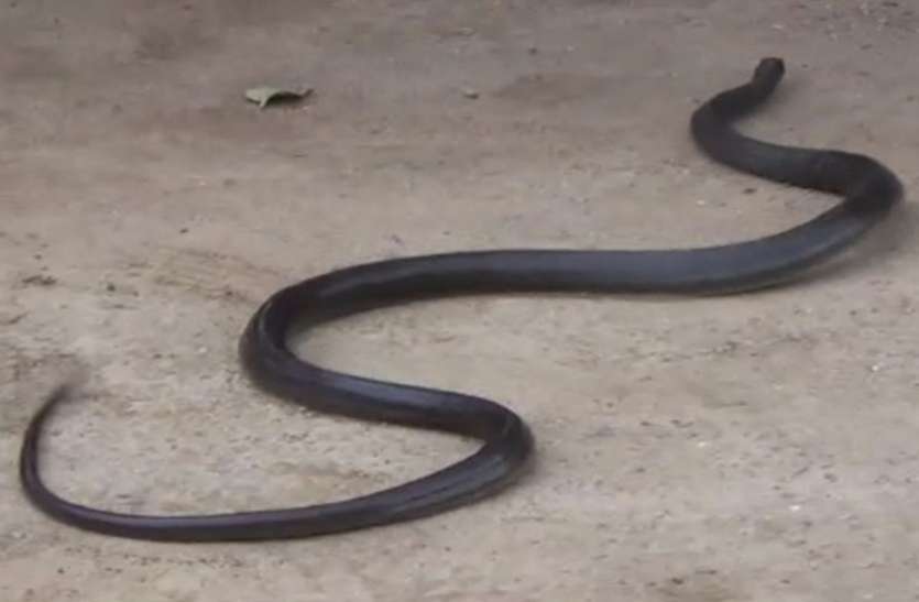 snake.jpg भरे बाजार अचानक 8 फीट लंबा का सांप देख मची भगदड़, वाहनों को छोड़ भागने लगे लोग