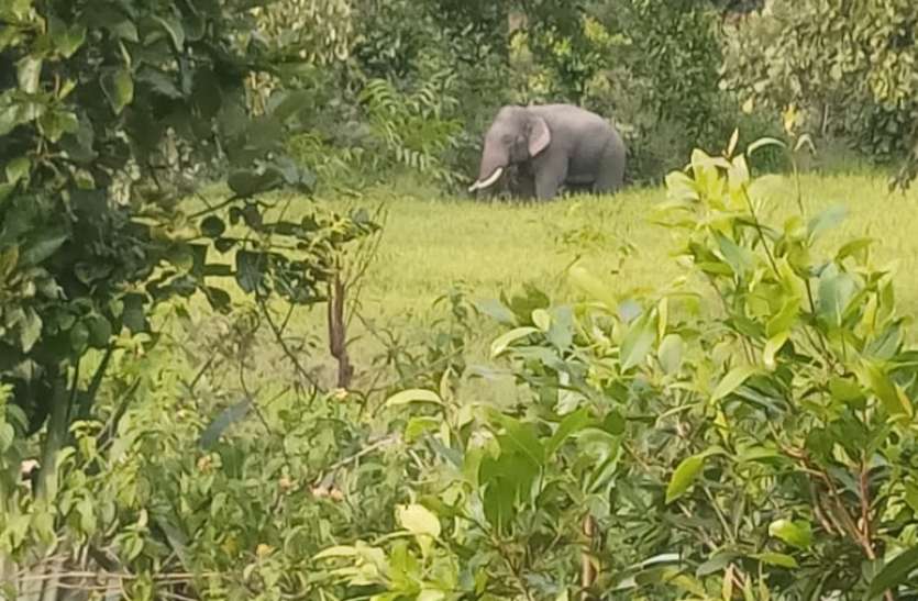 Elephants made food for the crops of farmers' fields, also damaged the हाथियों ने किसानों के खेतों की फसलों को बनाया आहार, घरों के दीवार को भी पहुंचाया नुकसान