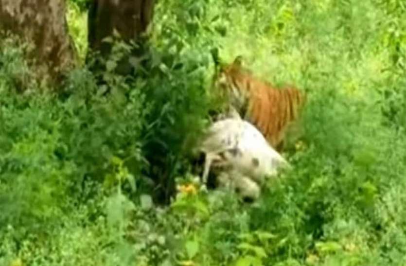इसलूरु गांव में दिखा तेंदुआ, लोगों में भय इसलूरु गांव में दिखा तेंदुआ, लोगों में भय
