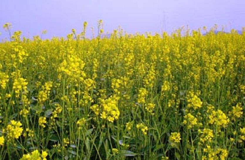 Farmers can take measures from now to save mustard crop from rotting सरसों की फसल गलन से बचाने के लिए किसान अभी से कर सकते हैं उपाय