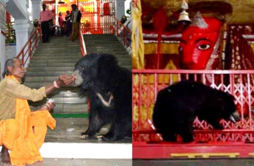 chandi_mata_mandir.jpg Navratri 2021: नहीं देखें होंगे ऐसे अनोखे भक्त: माता के इस मंदिर में आते हैं भालू, आरती में होते हैं शामिल