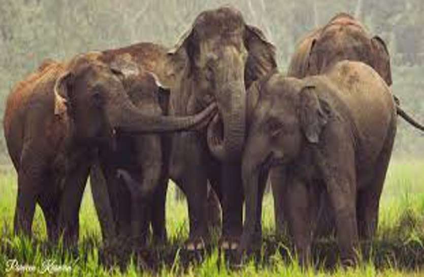 Elephants group name on Hasdev river Exclusive: कोरिया से निकली नदी हसदेव के नाम से 40 हाथियों के दल की होगी पहचान