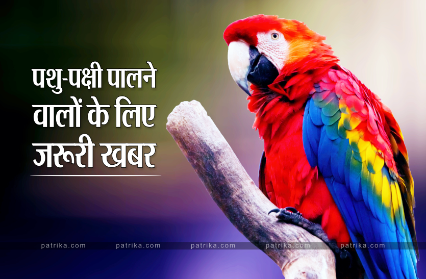 amazon_parrot.png अगर आपने घर में पाल रहे हैं पशु-पक्षी तो जरुर कराएं ये 1 काम, नहीं तो हो सकती है जेल