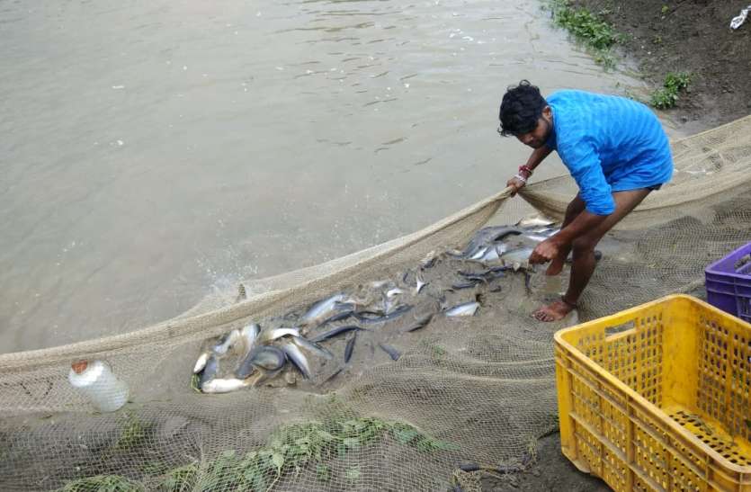 कोरोना के बाद बढ़ी मछली की डिमांड, स्व सहायता समूह की 36 हजार महिलाओं को रोजगार देने पंचायतों के 20 तालाबों में पाली जाएंगी मछलियां, अवैध ठेकेदारी प्रथा से मिलेगी तालाबों को मुक्ति कोरोना के बाद बढ़ी मछली की डिमांड, स्व सहायता समूह की 36 हजार महिलाओं को रोजगार देने पंचायतों के 20 तालाबों में पाली जाएंगी मछलियां