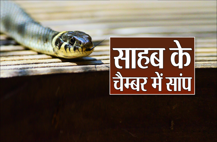 snake_03.png प्रिंटर उठाते ही ऑपरेटर पर सांप ने लगाई छलांग, ऑफिस में मच गई चीख-पुकार