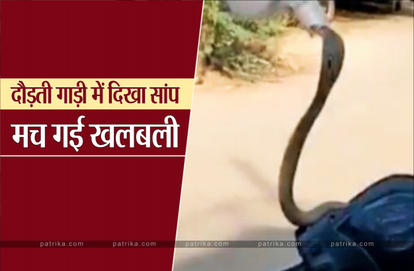 snake.png सरपट दौड़ती गाड़ी में सांप, चालक ने लगा दी छलांग, Video में देखिए फिर क्या हुआ