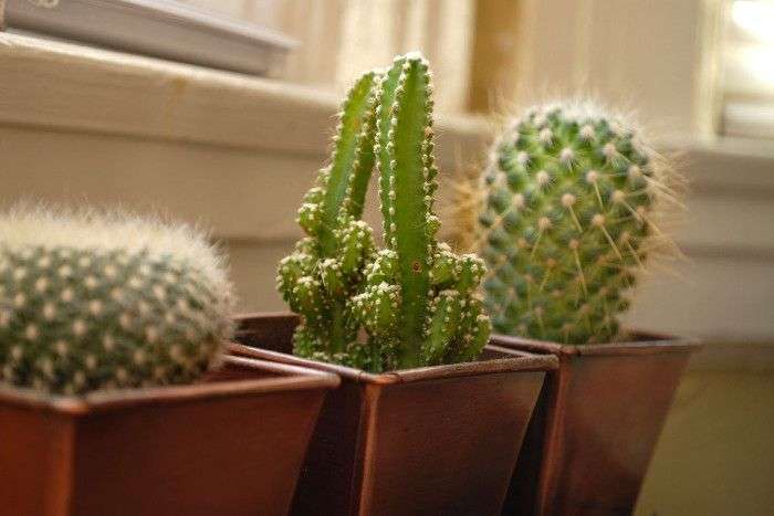 thorny_plants_patrika.jpg