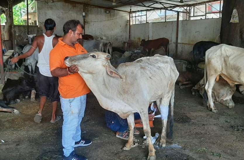 cow dynasty also need aadhar card गो वंश को भी चाहिए आधार कार्ड