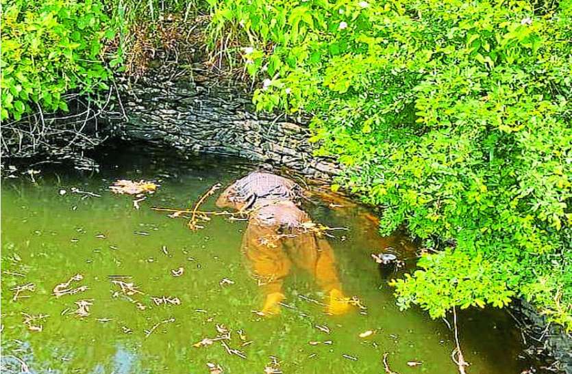 Girl's body found in a well without a shaver, doubt deepened