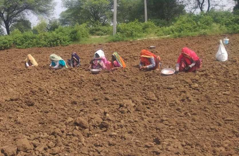 कांठल में भरपूर पानी, गेहूं का बढ़ाया रकबा कांठल में भरपूर पानी, गेहूं का बढ़ाया रकबा