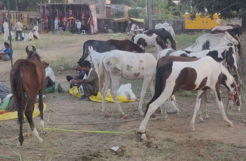 जयपुर : अगले साल फिर मिलने के वादे के साथ संपन्न हुआ 'विश्व विख्यात' गर्दभ मेला