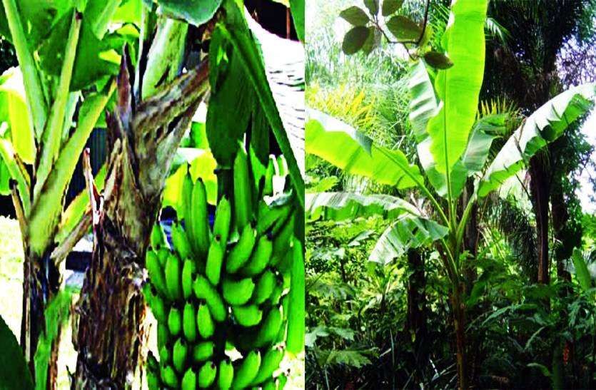 banana_plant_vastu.jpg