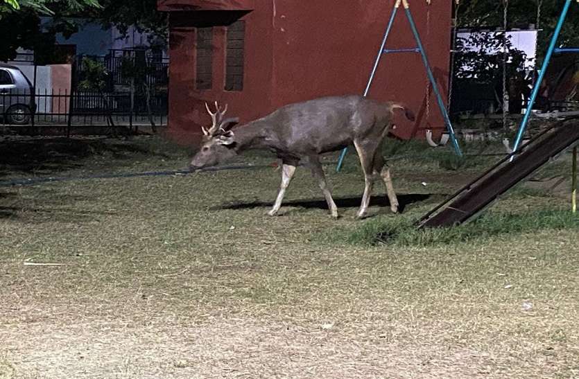सत्कार शॉपिंग सेंटर पंहुचा सांभर सत्कार शॉपिंग सेंटर पंहुचा सांभर