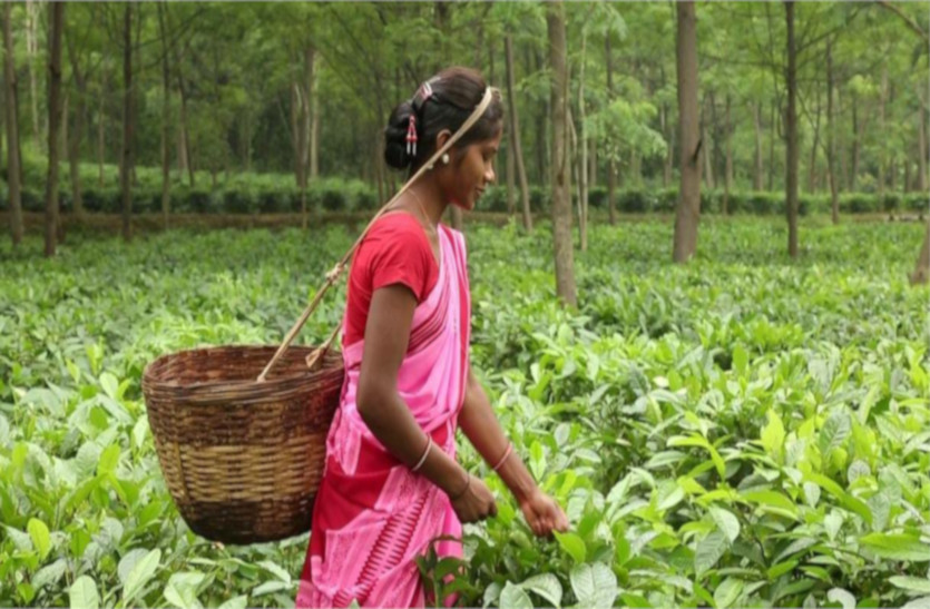 tea_cultivation.jpg