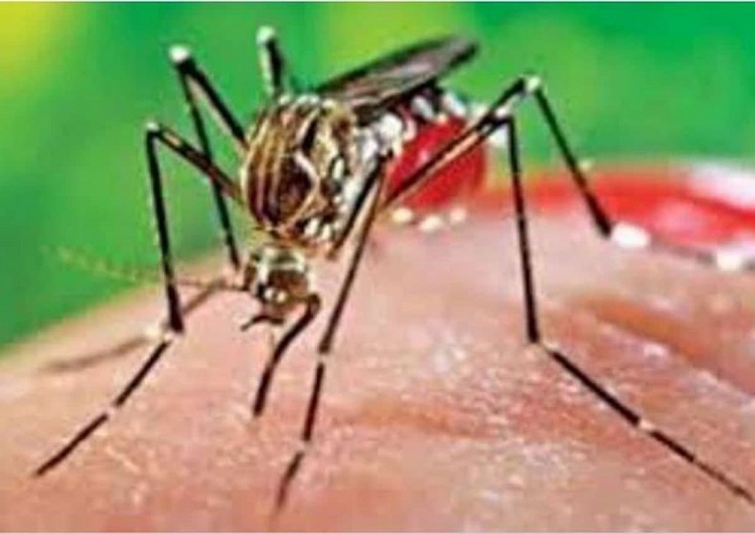 डेंगू के खिलाफ जंग में भी होगा डीएनए वैक्सीन का इस्तेमाल