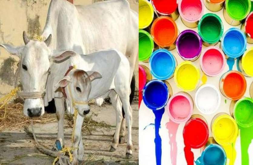 राजस्थान सिखा रहा है पूरे देश को गोबर का पेंट बनाना, अब तक लाखों लीटर बिका...