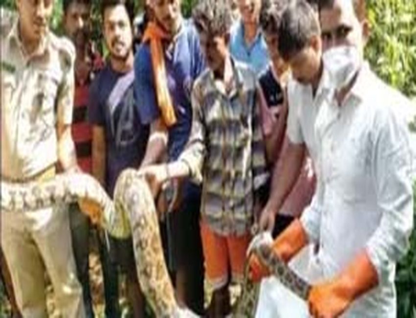 विशाल अजगर को पकड़ा, जंगल में छोड़ा