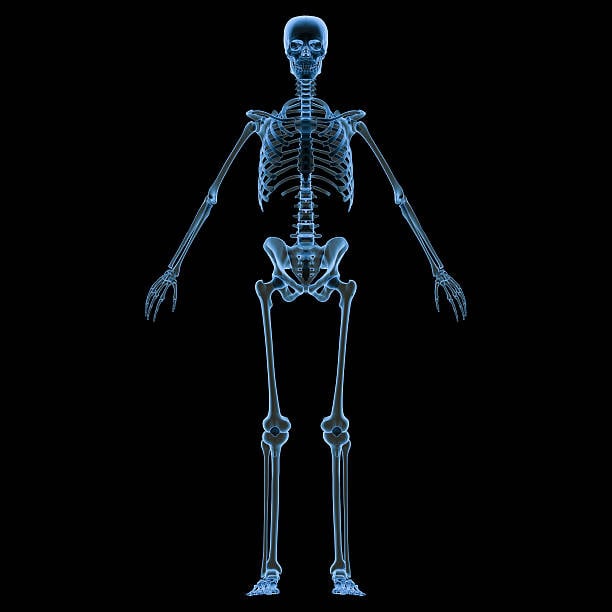 ये है मानव शरीर की सबसे लंबी और सबसे छोटी हड्डियां, जानें इसके बारे में
