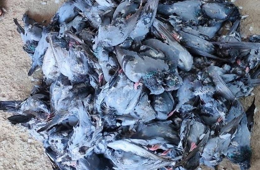 बूंदी पुलिस के हत्थे चढ़ा शिकारी, 126 मृत कबूतर हुए बरामद