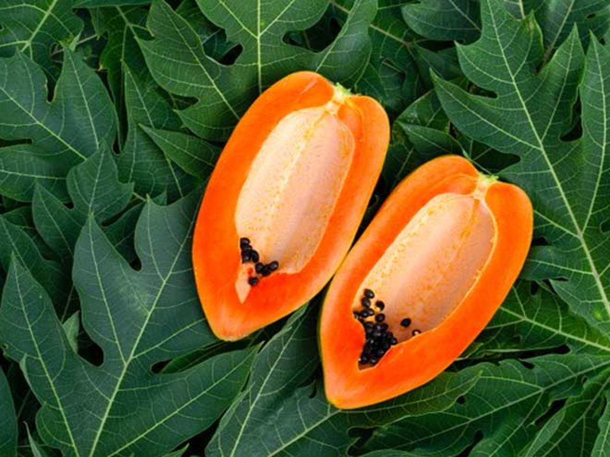 Papaya leaf benefits outlet in hindi