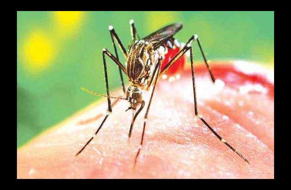 जोधपुर में डेंगू भयावह, 124 मरीज मिले