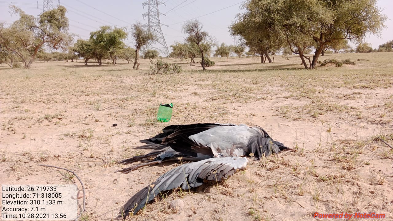 नहीं थम रहा प्रवासी पक्षियों की मौत का सिलसिला, वन्य प्रेमियों ने जताया रोष