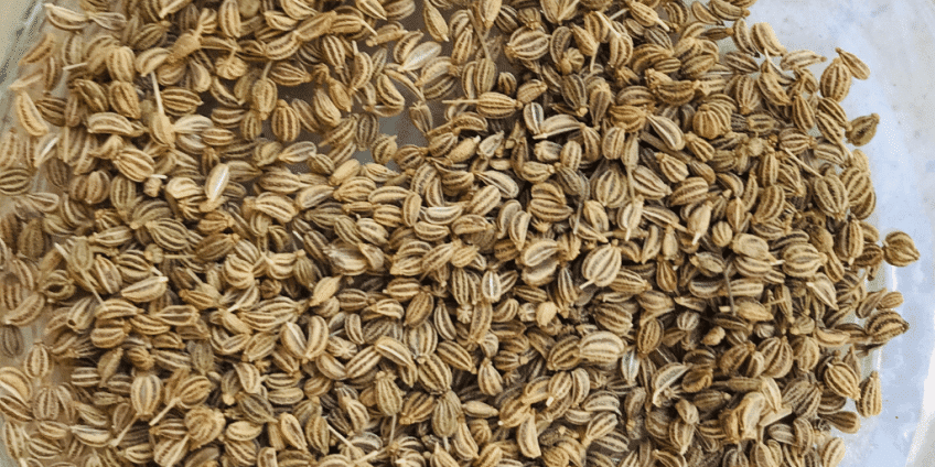 ajwain.png