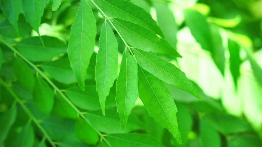 neem_in_winter.jpg