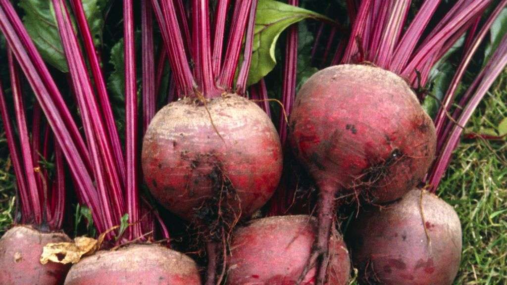 beetroot.jpg