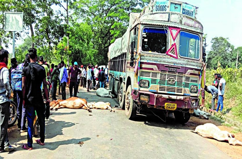मक्के से भरे ट्रक ने 14 मवेशियों को कुचला 10 मृत, ग्रामीणों ने मांगा मुआवजा तो पुलिस ने दे डाली गिरफ्तारी की धमकी, जमकर बवाल