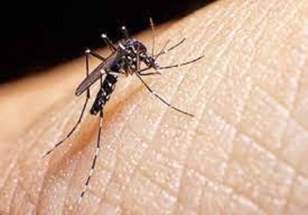 Zika Crisis in Kanpur: एक और महिला में जीका की पुष्टि, जीका संक्रमितों की संख्या पहुंची 11, डेंगू के भी मिले 4 रोगी